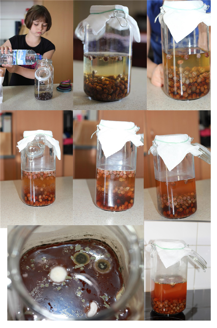 Starter Raisin water does not ferment it moulds help The Fresh Loaf